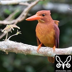 上のカップルのオス個体。