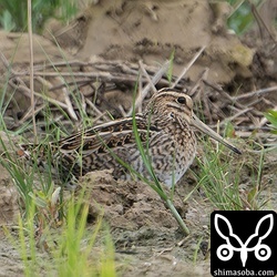 数日前から滞在中のハリオシギ。