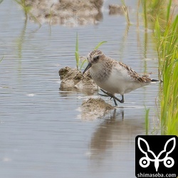 ヨーロッパトウネンはまだ滞在していました。