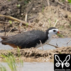 ジシギを見ているとシロハラクイナやバンが悪意を持って飛ばします。^^;
