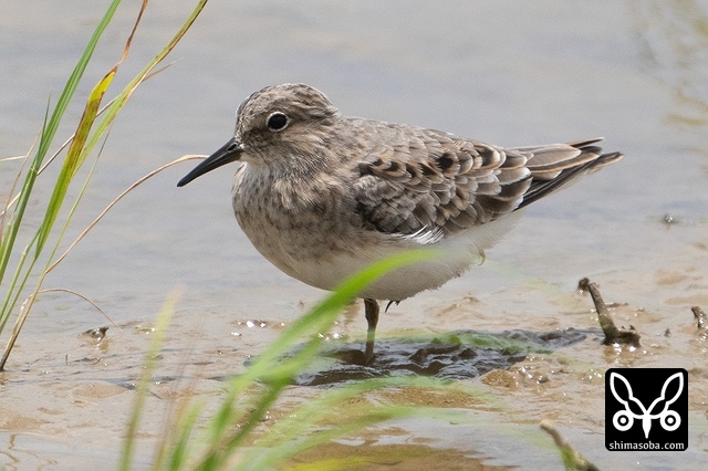 オジロトウネン