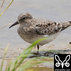 左足を負傷しているオジロトウネン。