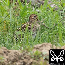 この個体もこれ以上の姿は見せてくれませんでした…。