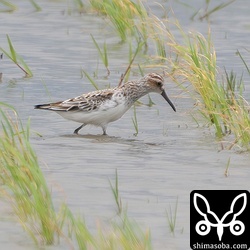 キリアイは3羽いました。まだまだ冬羽を多く残します。