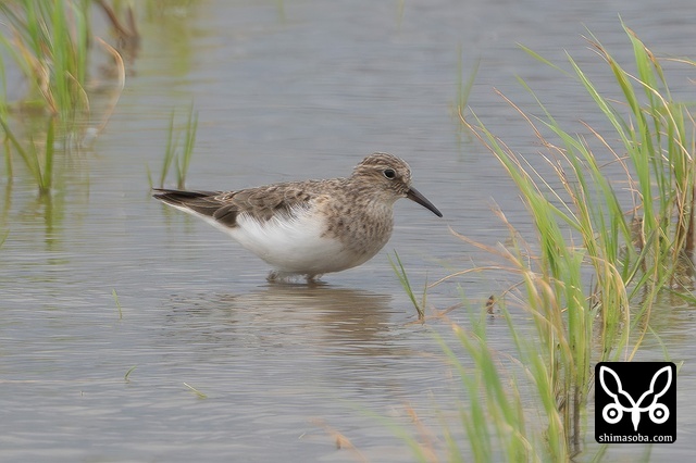 オジロトウネン