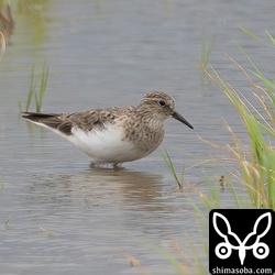 少しだけ夏羽に替わっているオジロトウネン。