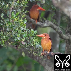 こちらも自宅から近いアカショウビン。手前がメスで奥がオス。