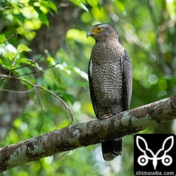 林道のカンムリワシ。顔の周りに吸血虫が飛び回って鬱陶しそうでした。