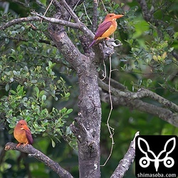 上と同じカップル。上がメスで下がオス。