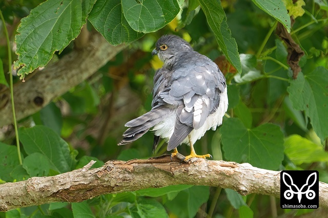 リュウキュウツミ