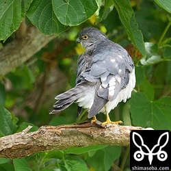 警戒心が全くない個体で、バイクが下を通っても平気でした。