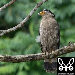 農地のカンムリワシ。農作業中のサトウキビ畑から獲物が飛び出すのを期待しているようです。