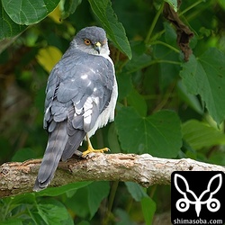 リュウキュウツミの成鳥オス。