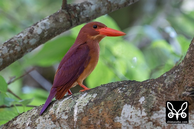 リュウキュウアカショウビン