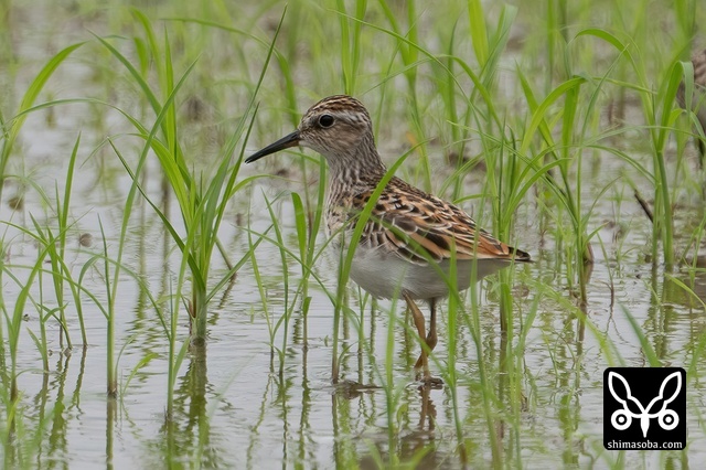 ヒバリシギ