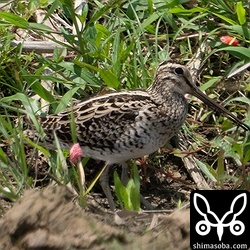 チュウジシギは複数羽を確認。個体は入れ替わっているようです。
