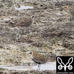 ほかのムナグロと比べるとこんな感じ。初列の突出が周りと比べると目立ちます。アメリカムナグロ的です。
