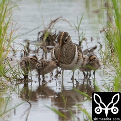 親鳥が餌を捕まえるとヒナたちっは、われ先にとねだっていました。