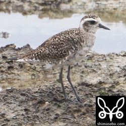 PPは常時、4枚出ているようでした。