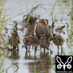 人に対する警戒心はあまりないようで、こちらに近づいてきました。チュウサギやバンが近づいてくると腹の下にわが子を隠していました。カタグロトビやカラス、ツミも現れるので油断できないですね。