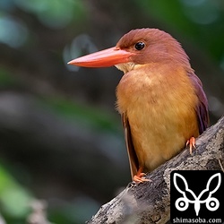 公園のアカショウビン。メス個体。