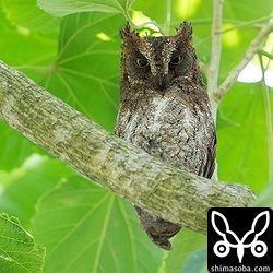 リュウキュウコノハズクは、数カ所で繁殖に入りました。早いところではヒナがかえっています。昨年も繁殖が早かったペアで個体によって早い遅いがあるのでしょうか。