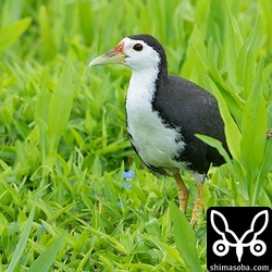 シロハラクイナも繁殖中。そろそろ子連れにも出会えると思います。