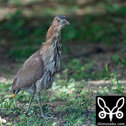 上と同個体。公園に暮らすズグロミゾゴイは人慣れしていて、こちらに向かって歩いてきます。
