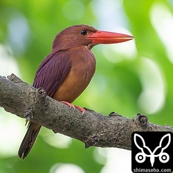 これは歩いて出会ったアカショウビン。昨年も同じ場所で繁殖しており、人慣れが目立つ個体です。