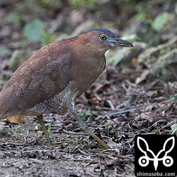 近所のズグロミゾゴイ。集落近くで暮らすので、こちらも人慣れしています。