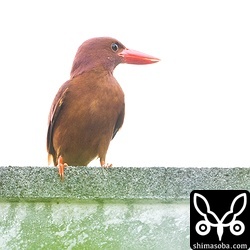 自宅の2軒となりの庭で巣を作っているアカショウビン。おとなりさんの屋根に止まっています。