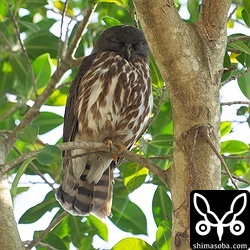 アオバズクも抱卵に入っているようです。こちらのペアの数年連続で繁殖を成功させています。