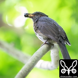 餌を運んで来たイシガキヒヨドリ。造巣中のペアもいれば、すでにヒナがかえった巣もあります。