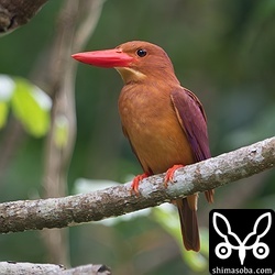 林道でアカショウビン。こちらも警戒心があまりない個体でした。