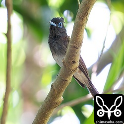 サンコウチョウのオス。まだ独身のようでさえずりながら林内を移動していました。