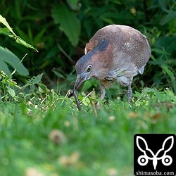 ミミズを引っ張り出したズグロミゾゴイ。