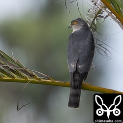 田んぼに現れたリュウキュウツミのオス。この時季、オスはよく見ますがメスは抱卵中で、あまり姿を現しません。