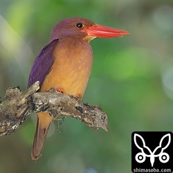上とペアのオス個体。このペアはオスもメスも警戒心がありません。