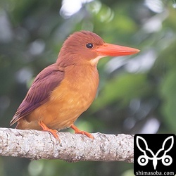 一昨年、 `台風で巣が壊れて救助 <https://shimasoba.com/blog/1916/>`_ したペア。昨年の巣はどこか分からず。今年はどこに作るかな?