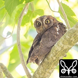 こちらも数年連続で繁殖成功中のリュキュウコノハズク。ほぼ手乗り。^^;