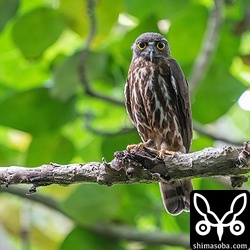 数年連続で同じ営巣木を使うアオバズク。これはオス。ことしはすぐとなりでアカショウビンが巣を作ってしまった…。^^;