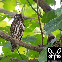 アオバズクのオス(左)と奥にメス。ここのペアは営巣木が切られたりとかで毎年、巣が違う場所。