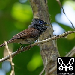 サンコウチョウのメス。オスは藪の中にいました。2羽で鳴き交わしながらうろうろ。巣を作る場所でも探しているのだろうか。