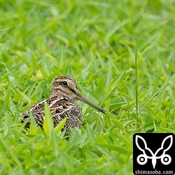 見つけた時はこんな感じで緊張気味。双眼鏡に入れるまでもなくハリオシギ感を漂わせていました。^^