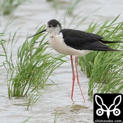 セイタカシギのオス成鳥夏羽。この個体は左足の付け根あたりに骨折痕がありますね。