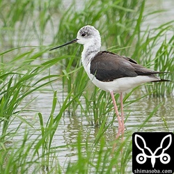 セイタカシギのメス第1回夏羽。