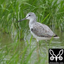 アオアシシギ第1回夏羽。