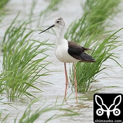 セイタカシギのメス成鳥夏羽。