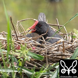 抱卵するバン。散歩など人通りの多い農道脇に巣を作っていました。