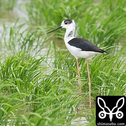 セイタカシギのオス第1回夏羽。